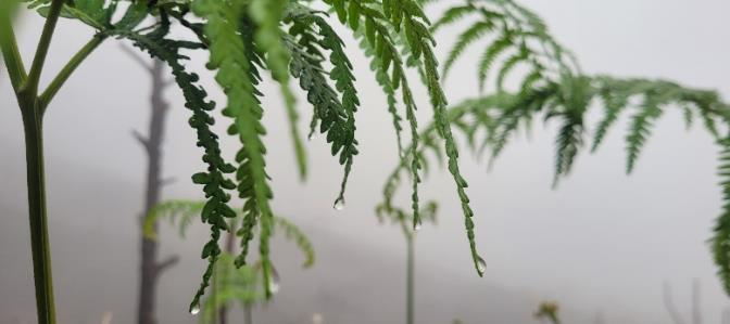 Tutsa Cultural Experience