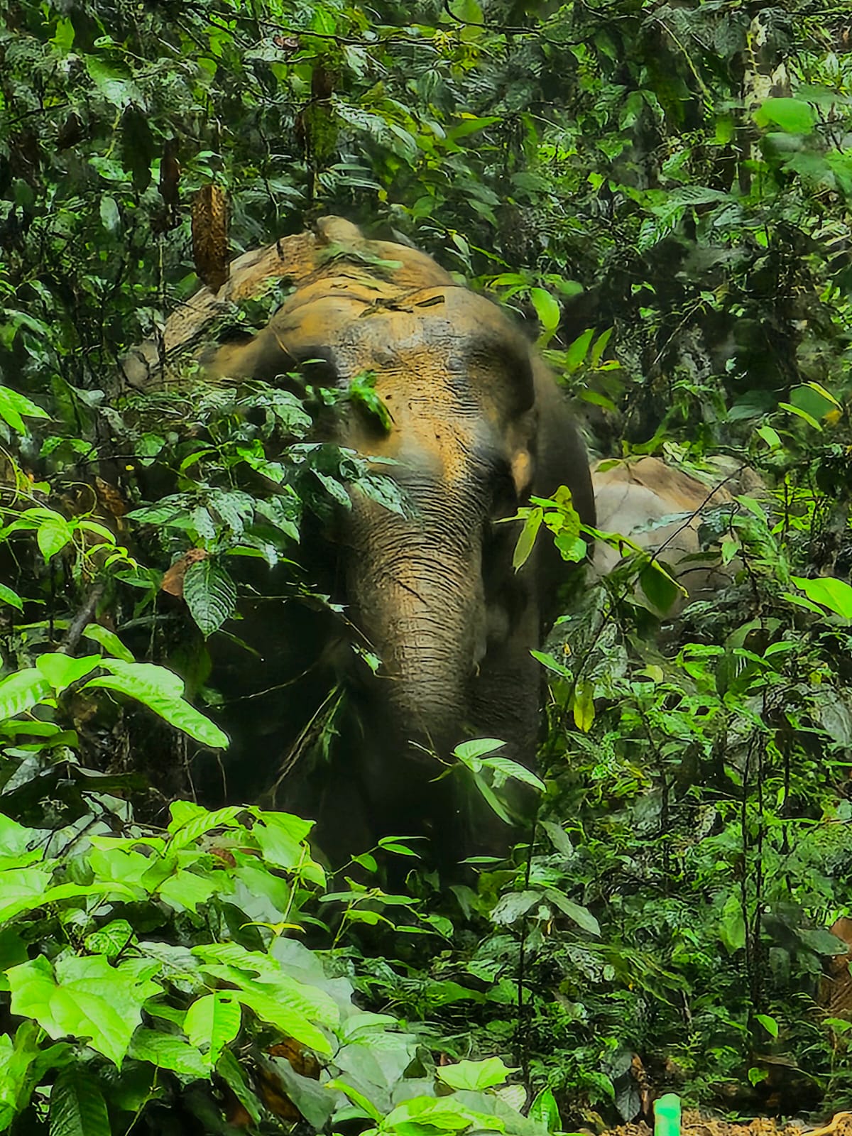 Forest and wildlife habitat